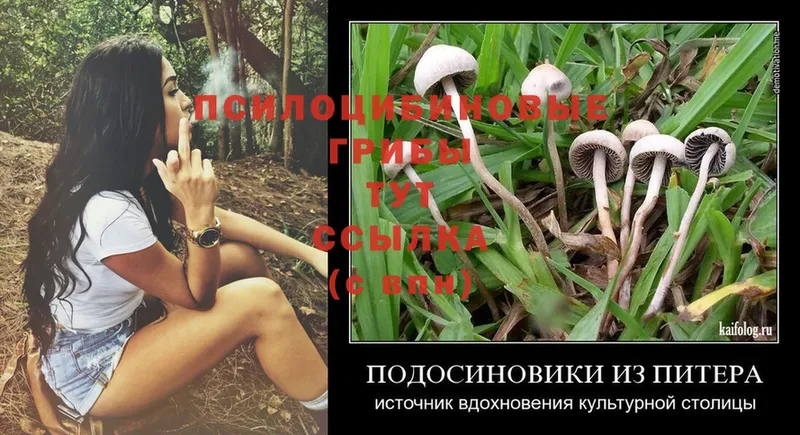 Псилоцибиновые грибы Cubensis  купить  сайты  Опочка 